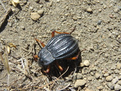Epipedonota nitida