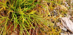 Aciphylla hookeri