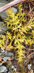 Aciphylla hookeri