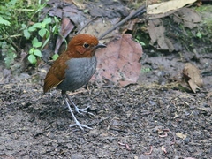 Grallaria rufocinerea