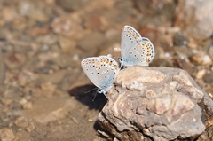 Kretania brethertoni