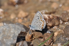 Kretania brethertoni