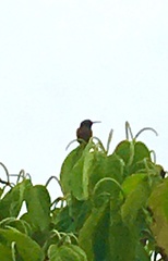 Amazilis amazilia