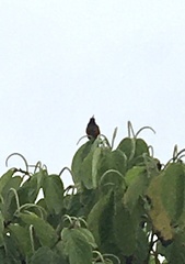 Amazilis amazilia