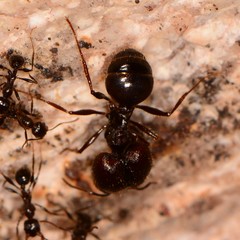 Pheidole rhea