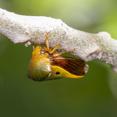 Membracidae