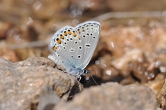 Kretania brethertoni