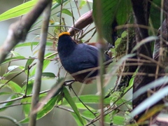 Catamblyrhynchus diadema