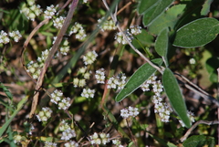 Valerianella discoidea