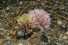 Allium hoffmanii