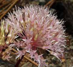Allium hoffmanii