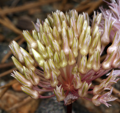 Allium hoffmanii