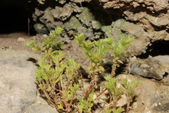 Sedum litoreum