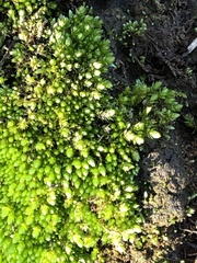 Bryum