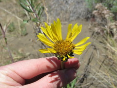 Grindelia chiloensis