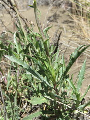 Grindelia chiloensis
