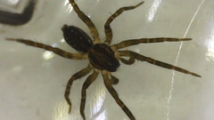 Lycosidae