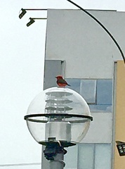 Pyrocephalus rubinus