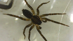 Lycosidae