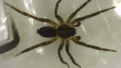 Lycosidae