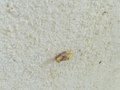 Chamaeclea basiochrea