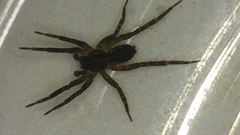 Lycosidae