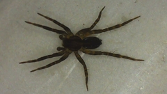 Lycosidae