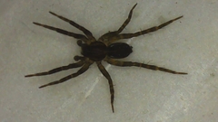 Lycosidae