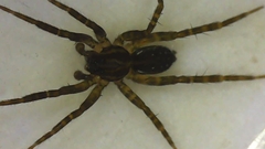 Lycosidae
