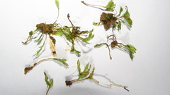 Symphyogyna hymenophyllum