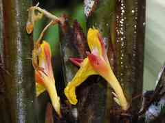 Ischnosiphon obliquus