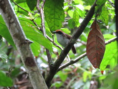 Myrmoborus leucophrys