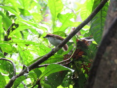 Myrmoborus leucophrys