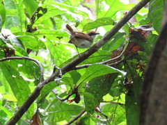 Myrmoborus leucophrys