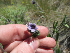 Cynoglossum creticum