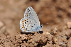 Kretania brethertoni