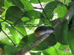 Hypocnemis peruviana