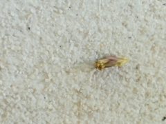 Chamaeclea basiochrea