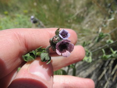 Cynoglossum creticum