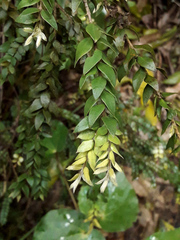 Metrosideros colensoi