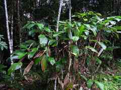 Ischnosiphon obliquus