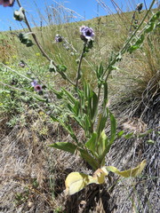 Cynoglossum creticum
