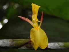 Ischnosiphon obliquus