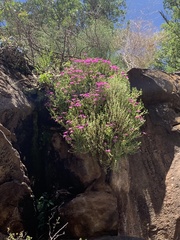 Delosperma monanthemum