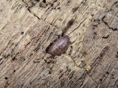 Chaetophiloscia sicula