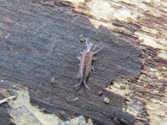 Chaetophiloscia sicula