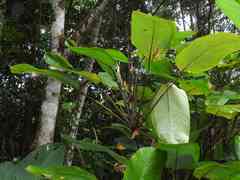 Ischnosiphon obliquus