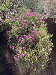 Delosperma monanthemum
