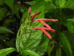 Dianthera secunda