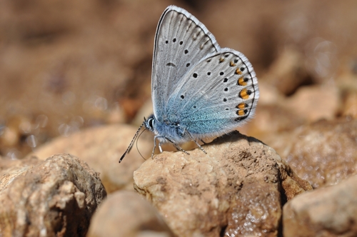 Amanda's Blue, Westgriechenland, Griechenland, photo 9 of 10